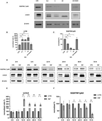 Autophagy up-regulation upon FeHV-1 infection on permissive cells